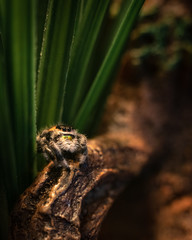 Phidippus regius jumping spider macro standing on small log