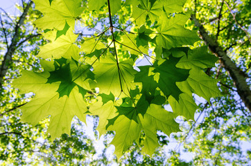 Spring forest. Green maple leaves on a sunny day.