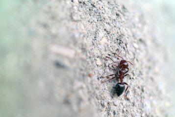 lone ant macro on the wall