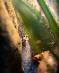 Phidippus regius jumping spider in web sac for moulting