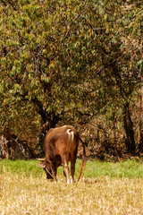 Krowa na pastwisku w Peru © Miroslaw