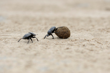 dung beetles on beach sand with ball