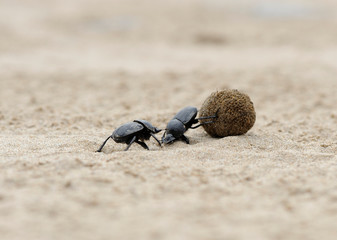 dung beetles on beach sand with ball