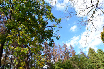 Trees and sky. View of the sky and trees, landscape
