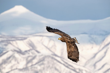 The White-tailed eagle, Haliaeetus albicilla The bird is flying in beautiful artick winter environment Japan Hokkaido Wildlife scene from Asia nature. Came from Kamtchatka..