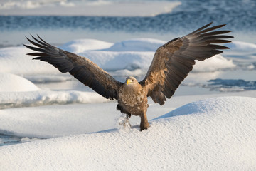 The White-tailed eagle, Haliaeetus albicilla The bird is flying in beautiful artick winter environment Japan Hokkaido Wildlife scene from Asia nature. Came from Kamtchatka..