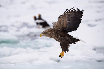 The White-tailed eagle, Haliaeetus albicilla The bird is flying in beautiful artick winter environment Japan Hokkaido Wildlife scene from Asia nature. Came from Kamtchatka..