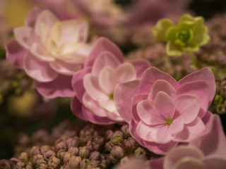 ピンク色のアジサイ