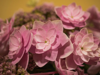 ピンク色のアジサイ