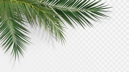 Fototapeta na wymiar Palm branches in the corner, tropical plants decoration element