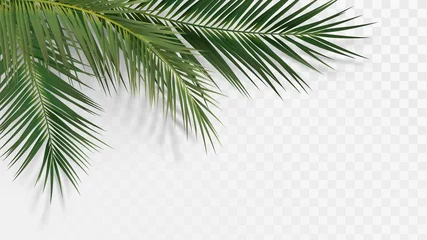 Poster Palmtakken in de hoek, decoratie-element voor tropische planten © lidiia