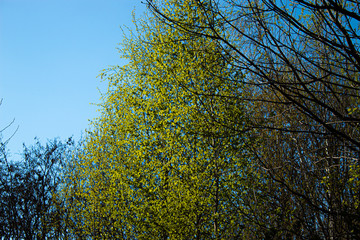 Fototapeta premium Korona drzewa