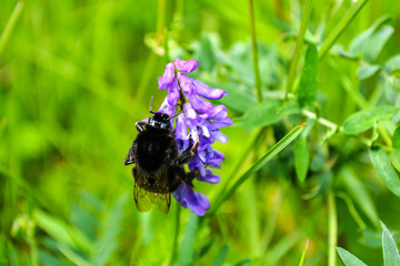 bee on flower