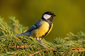 Great Tit - Parus major, common tit from European gardens and forests, Czech Republic.