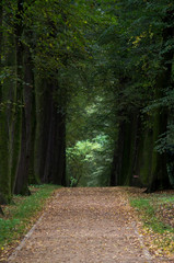 Park Gołchowski, droga wśród drzew