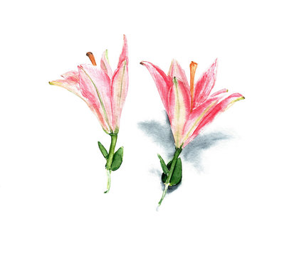 
watercolor flowers pink lilies set isolated for background