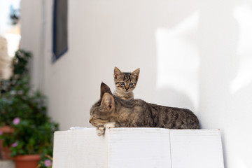 Cat's family relax on the street. Kitten watches and his mother sleeps on the box. 