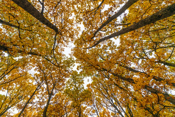 autumn landscape with trees in the forest