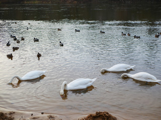 swans are feeding. swans lower their heads to the bottom for food