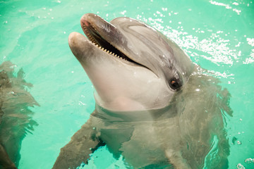 Trained dolphin in the pool