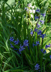 Violet Hyacinthus orientalis (common hyacinth, garden hyacinth or Dutch hyacinth) on green garden background