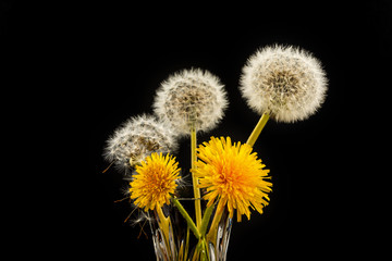 Dandelions on a black background. Spring flowers. Macro photography. Studio.