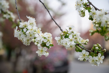 Close up of white apple blossom flowers on branch