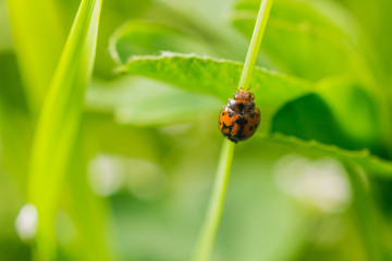 Close up shot of a ladybug on a stem of a plant in the meadow