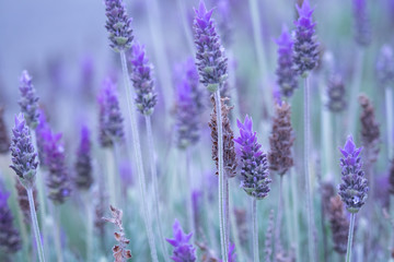 Fototapeta na wymiar Lavender bushes closeup at dusk. Charming purple tone over the picture. 