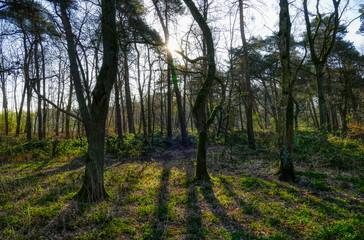 Obraz premium Urwald an der Seenplatte in Duisburg