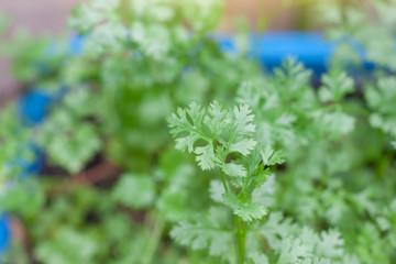 Fresh coriander is growing in the garden.