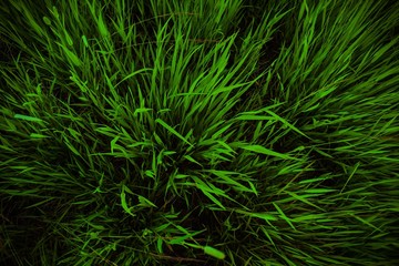 Background with texture of juicy grass on a dark background