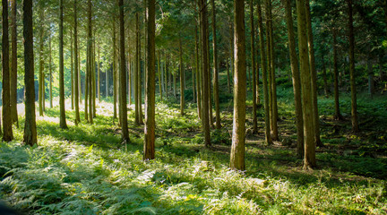 Fototapeta na wymiar 兵庫県・多可町の森の風景、背景