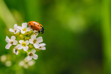 Close up shot of a ladybug on a white flower in the meadow