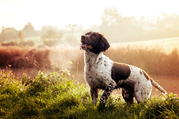 Spaniel on canal - Powered by Adobe