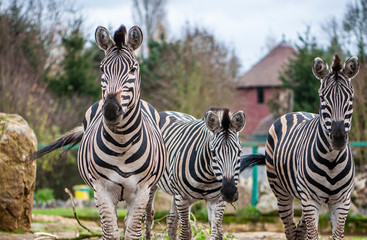 group of zebras in a zoo