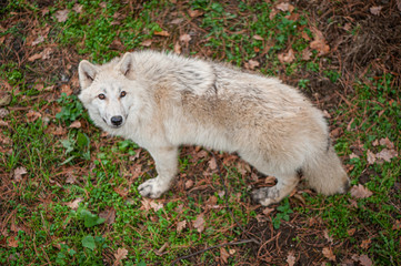 Obraz premium White wolf in the zoo