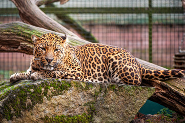 Portrait of a leopard lying on a stone in the zoo