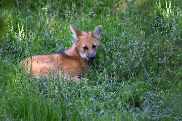 Mähnenwolf liegt im Gras