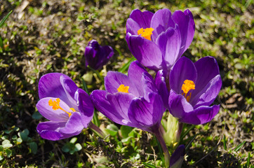 Crocus with violet in the spring forest, garden. Crocus flowers close-up. Spring design. The first spring flowers.