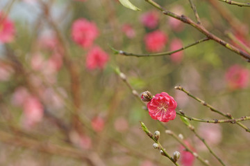 Spring flowers in the  garden. Peach blossom