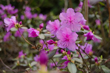 Obraz premium Rhododendron blossom in spring in the park. Flowers close-up. Pink rhododendron flowers. City park in the spring.