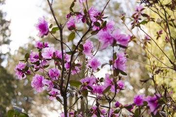 Rhododendron blossom in spring in the park. Flowers close-up. Pink rhododendron flowers. City park in the spring.