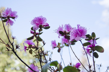 Rhododendron blossom in spring in the park. Flowers close-up. Pink rhododendron flowers. City park in the spring.