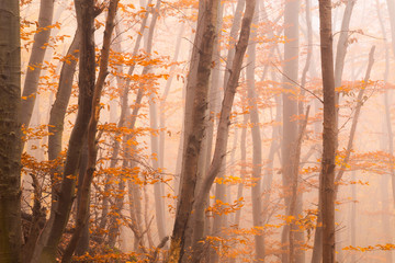 Misty autumn forest with colorful orange leaves