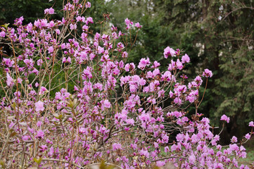 Rhododendron blossom in spring in the park. Pink rhododendron flowers. City park in the spring.
