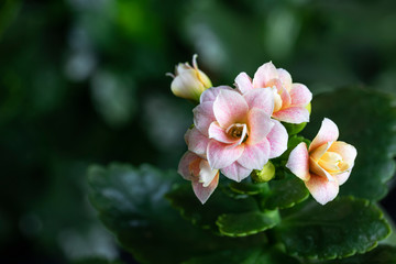 Flowers of decorative pink kalanchoe. Houseplants. Close-up. Blurred background.