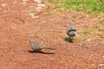 The zebra dove also known as barred ground dove, is a bird of the dove family, Columbidae, native to Southeast Asia.