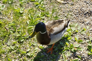 Sehr schöne Enten und Wasservögel an einem bayerischen Alpensee im Sonnenlicht