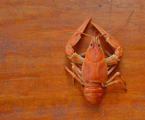A freshly cooked red crayfish, isolated, on a background of wooden orange plank